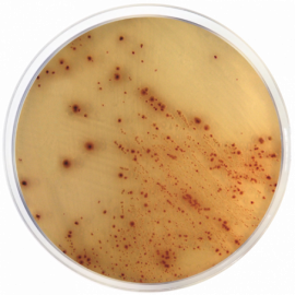 Base de Agar Cromogénico E. coli O157:H7