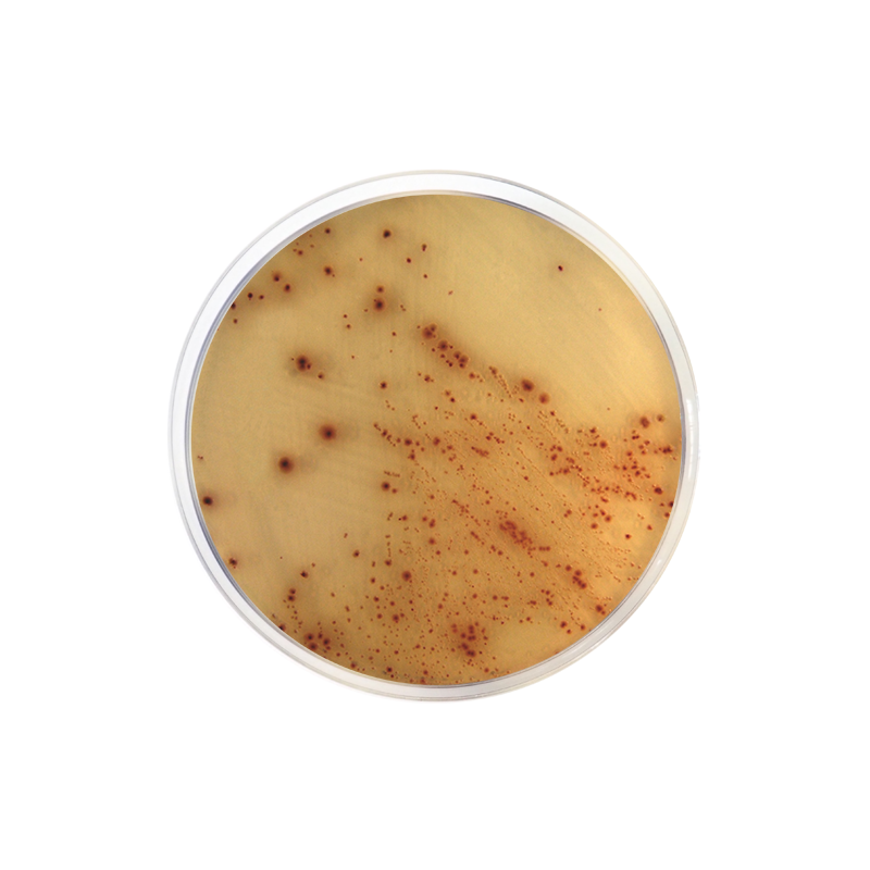 E. coli O157H7 Cromogenic Agar Base Formato 500 g