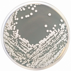 Mycobiotic Agar (Fungal Selective Agar)