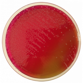 Agar Verde Brillante (BGA) ISO