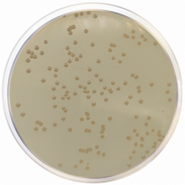 Haemophilus Test Medium