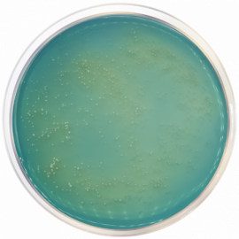 Agar Brettanomyces