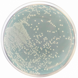 Agar Reforzado para Clostridium