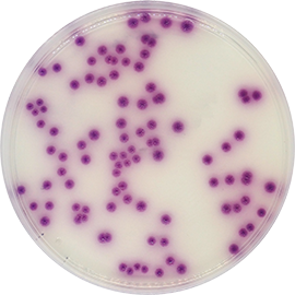 Agar Cromogénico para Salmonella