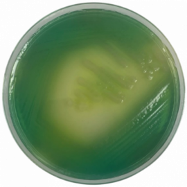 Medio King A (Agar Pseudomonas P) ISO