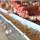 Does current food safety analysis contemplate animal feed?