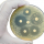 Salmonella y Campylobacter: microorganismos emergentes con resistencias