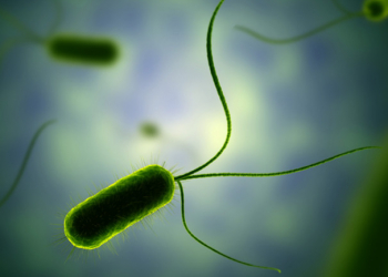¿Cómo asegurar un bajo nivel de endotoxinas al trabajar con microorganismos?