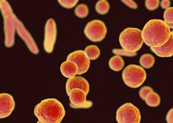 Combina el kit de detección y eliminación de Mycoplasma y ¡ahorra hasta un 12%!
