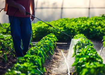 La importancia de los bioestimulantes en la agricultura 