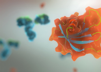 Descubre un nuevo hallazgo sobre el papel de las proteínas HERC en el cáncer