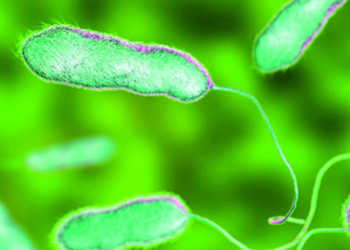 Método tradicional vs rápido, ¿amigos o enemigos en el control de Legionella?