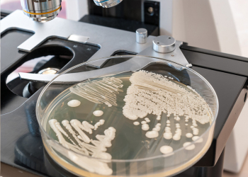 Candida: comensal del ser humano y patógeno emergente multirresistente 