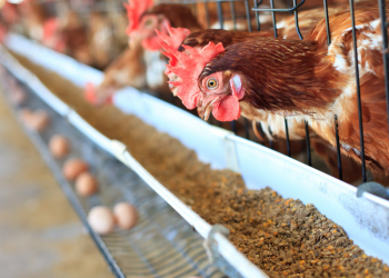 ¿Los análisis para la seguridad alimentaria contemplan los piensos?