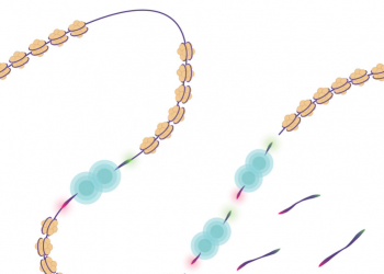 Webinar: ATAC-Seq and CUT&Tag in chromatin research.