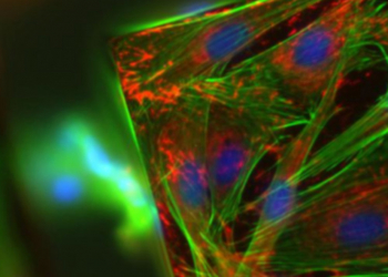 Hasta un 60% de descuento en más de 170 vectores para proteínas fluorescentes